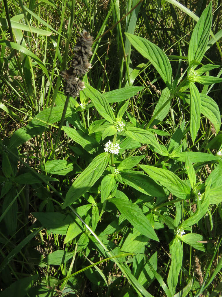 Image of Smooth False Buttonweed