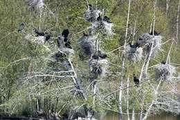 Image of Black Shag