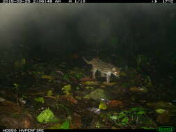 Image of little spotted cat