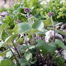 Image of Adenostyles alpina subsp. alpina
