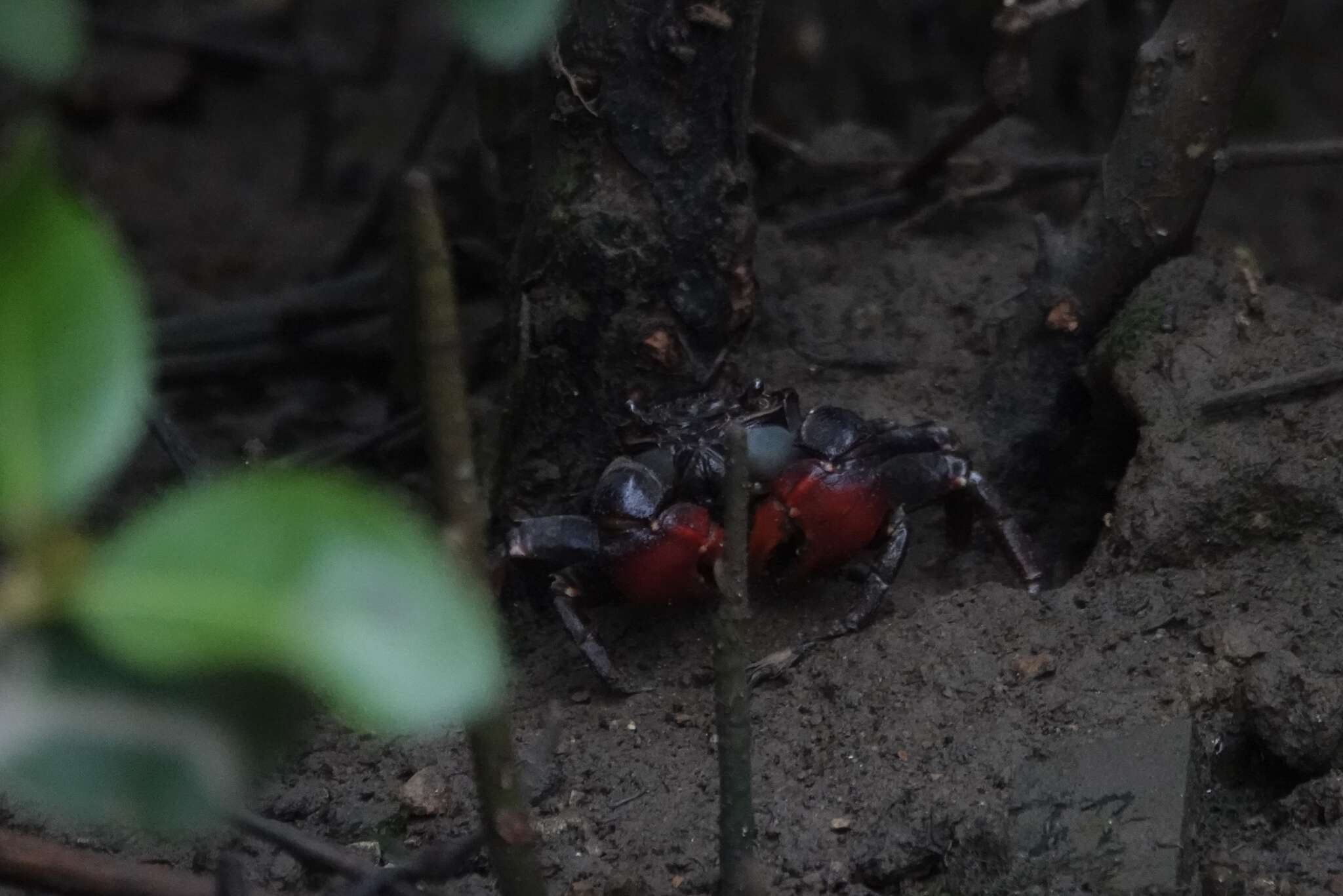 Imagem de Neosarmatium smithi (H. Milne Edwards 1853)