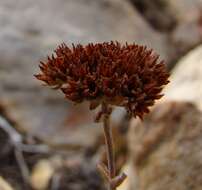 Слика од Crassula atropurpurea (Haw.) D. Dietr.