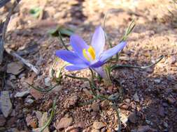 Image of Syringodea longituba subsp. violacea (M. P. de Vos) Goldblatt & J. C. Manning