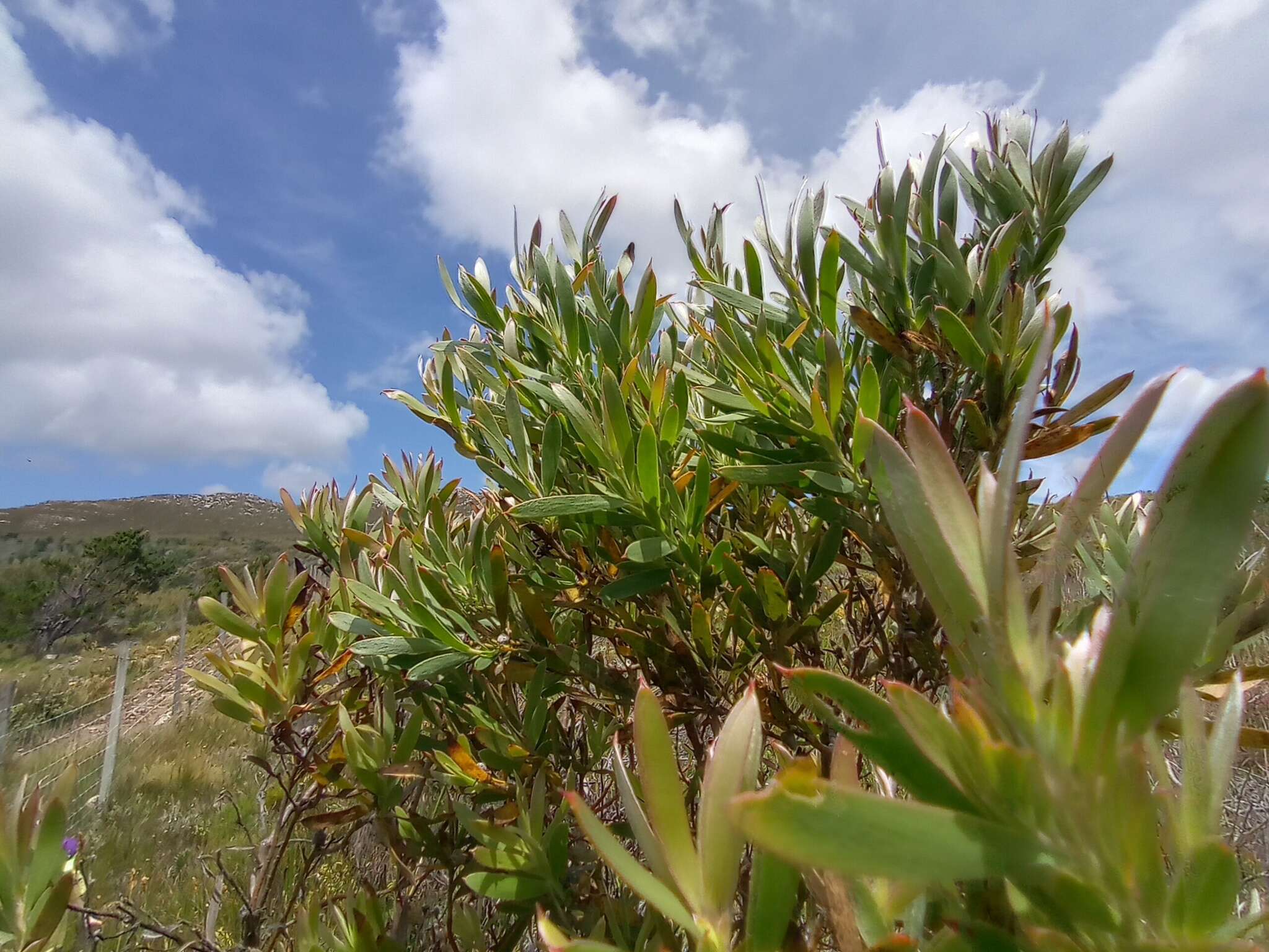 Image of Leucadendron macowanii Phillips