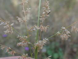 Image of Gumgrass