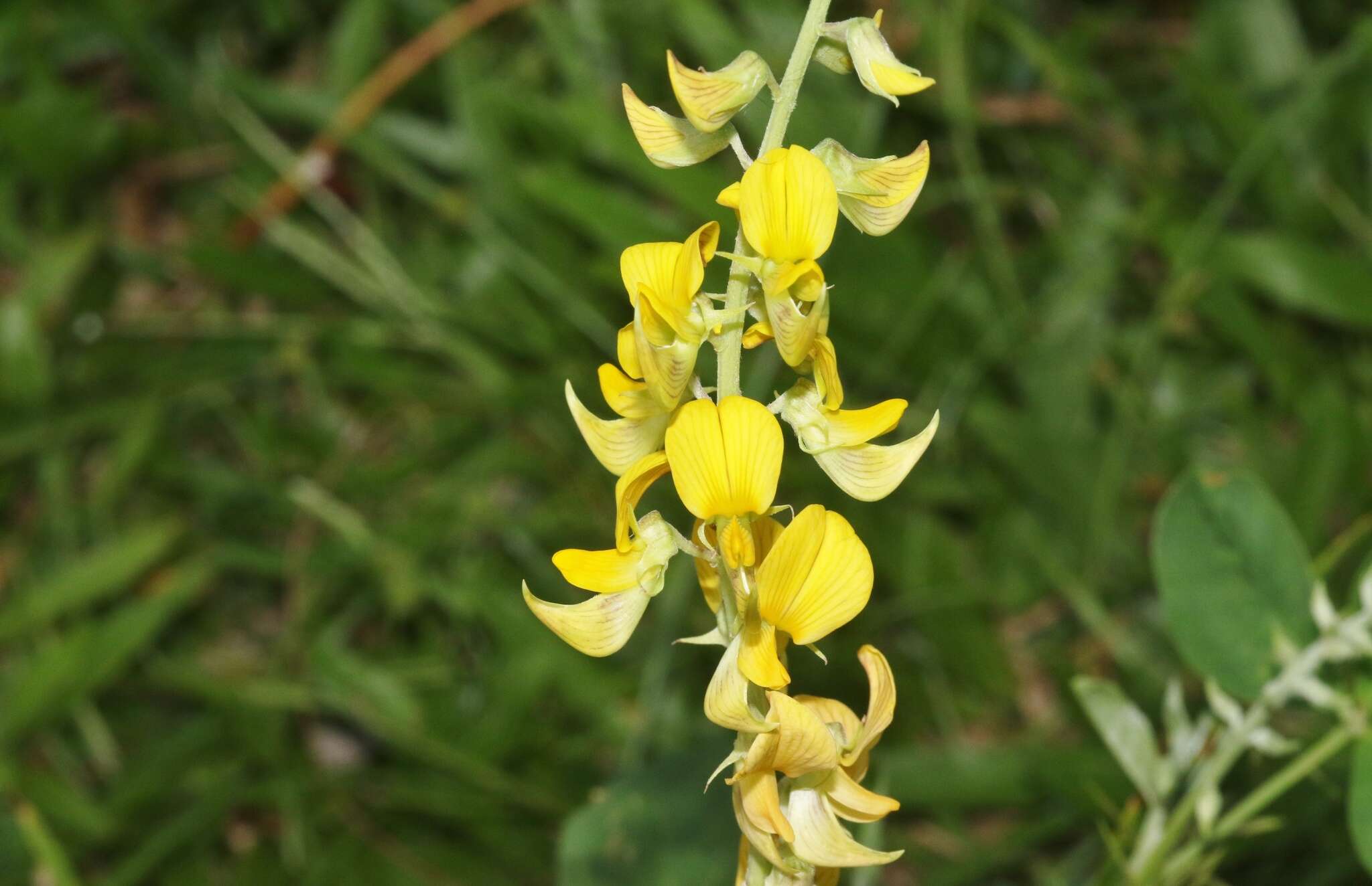 Image of smooth rattlebox