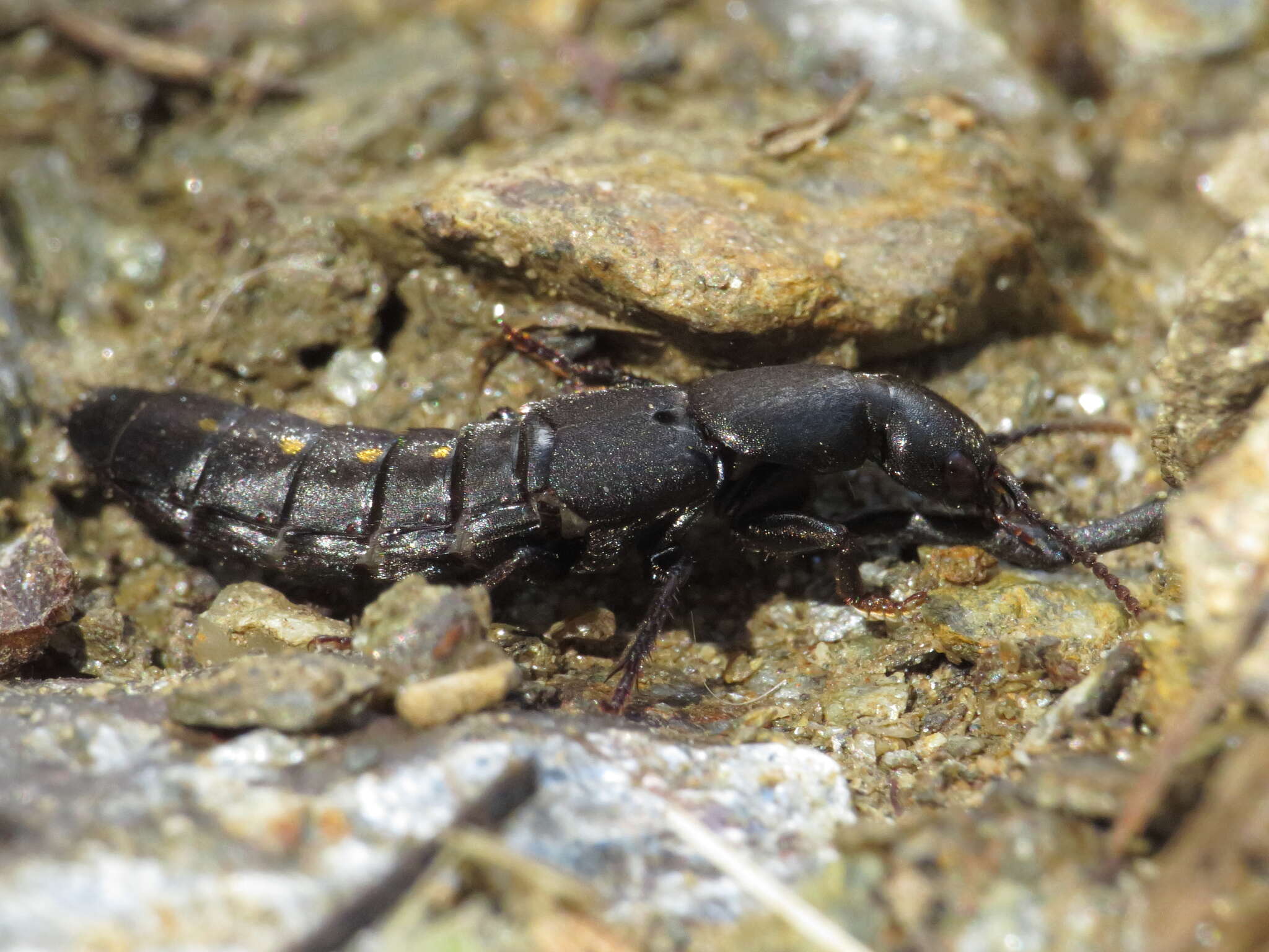 Ocypus (Pseudocypus) aethiops (Waltl 1835)的圖片