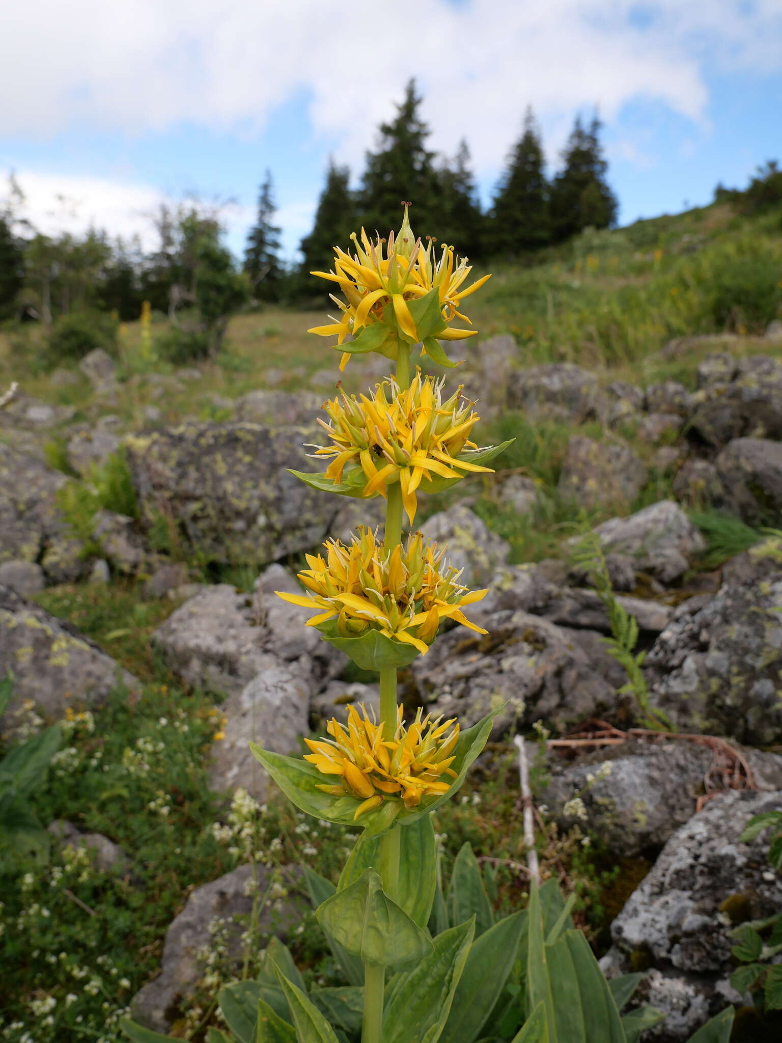 Image of Gentiana lutea subsp. lutea