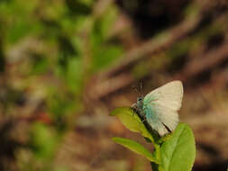 Plancia ëd Callophrys rubi (Linnaeus 1758)