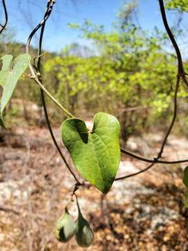 Image of Scrambling dutchman's pipe