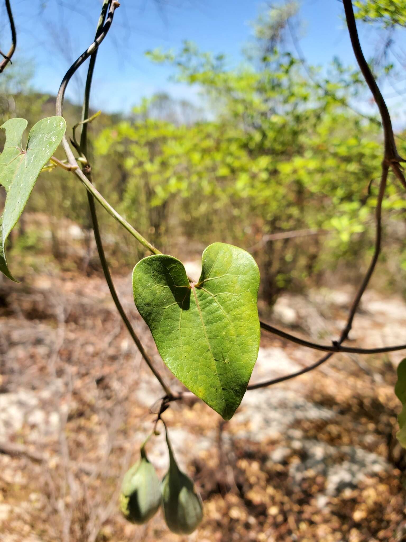 Image de Aristolochia albida Duch.