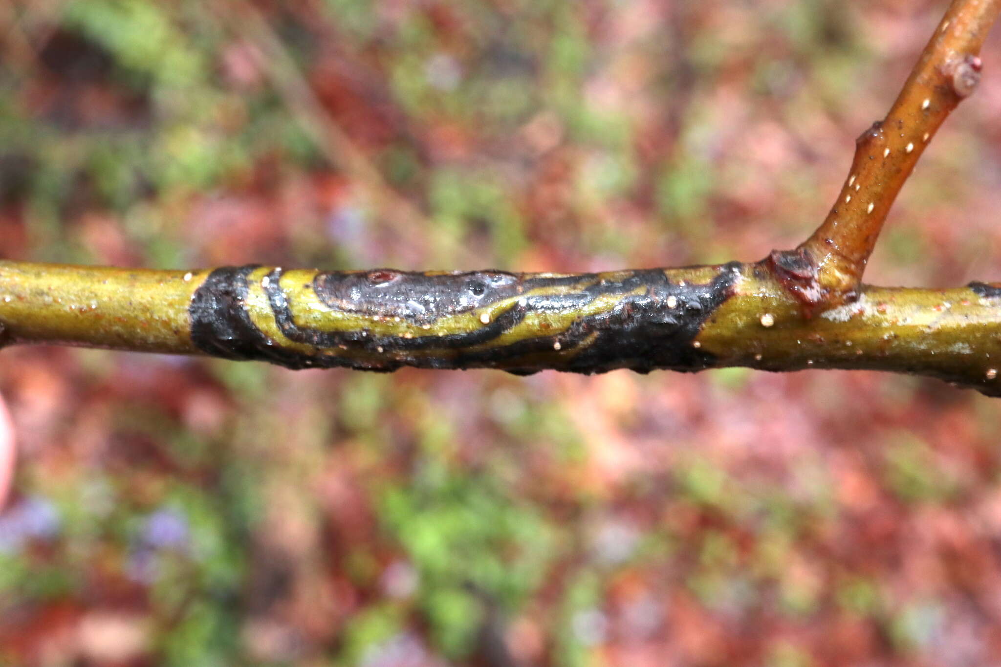 Image of Zimmermannia bosquella (Chambers 1878) van Nieukerken et al. 2016