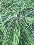 Image de Carex reuteriana subsp. reuteriana