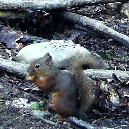 Image of Japanese Squirrel