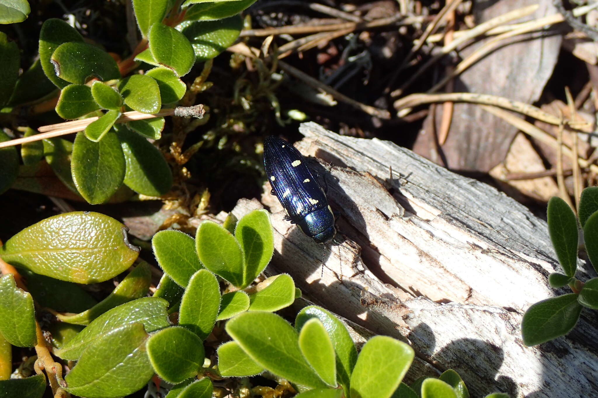 Image of eight-spotted Buprestis