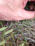 Image of Nuttall's milkwort