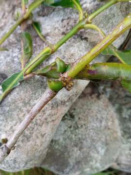 Image of Chapelieria multiflora N. M. J. Davies & A. P. Davis