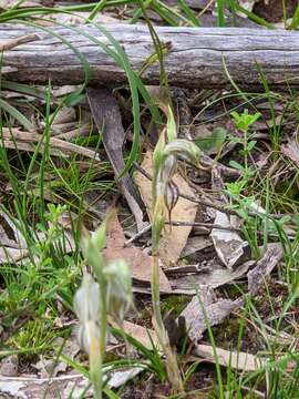 Image of Bristled rustyhood