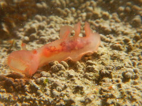 Image of Cowled nudibranch