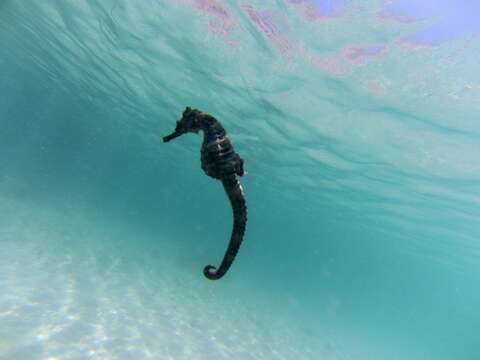 Image of Giant Seahorse