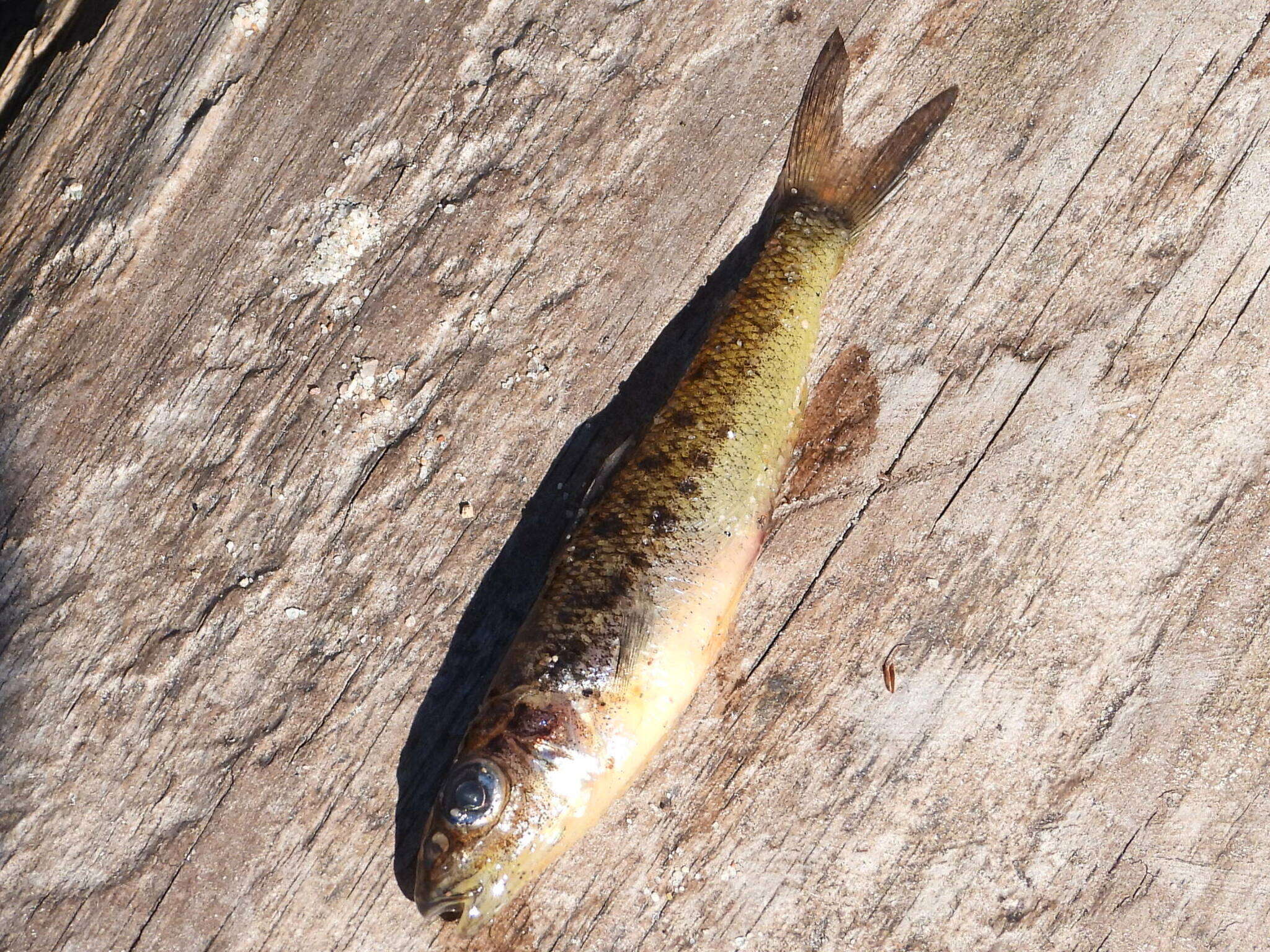 Image of trout-perches