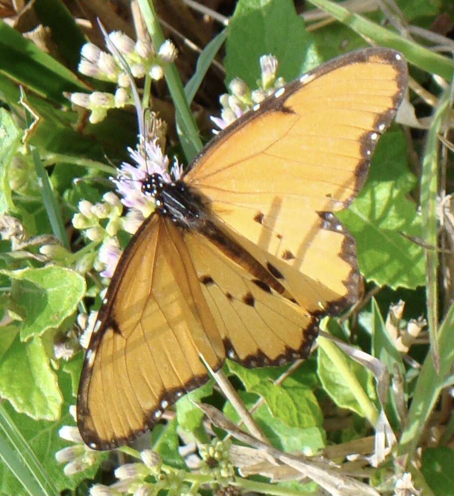 Image of Danaus (Anosia) chrysippus subsp. dorippus Klug 1845