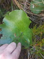 Image of Mount Cook buttercup