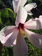 Hibiscus grandiflorus Michx.的圖片