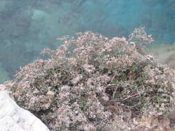 صورة Limonium cordatum (L.) Miller