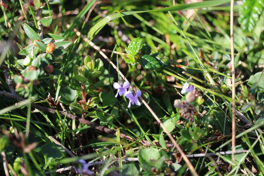 Image of Viola hederacea subsp. sieberiana (Sprengel) L. G. Adams