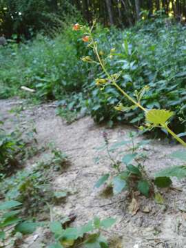 Scrophularia scopolii Hoppe resmi