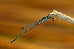 Image of Dune Ringtail