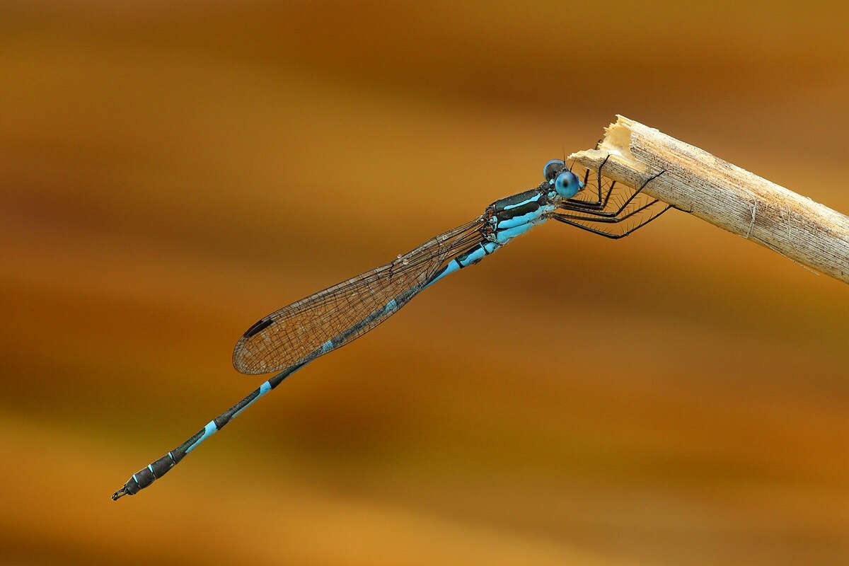 Imagem de Austrolestes minjerriba Watson 1979