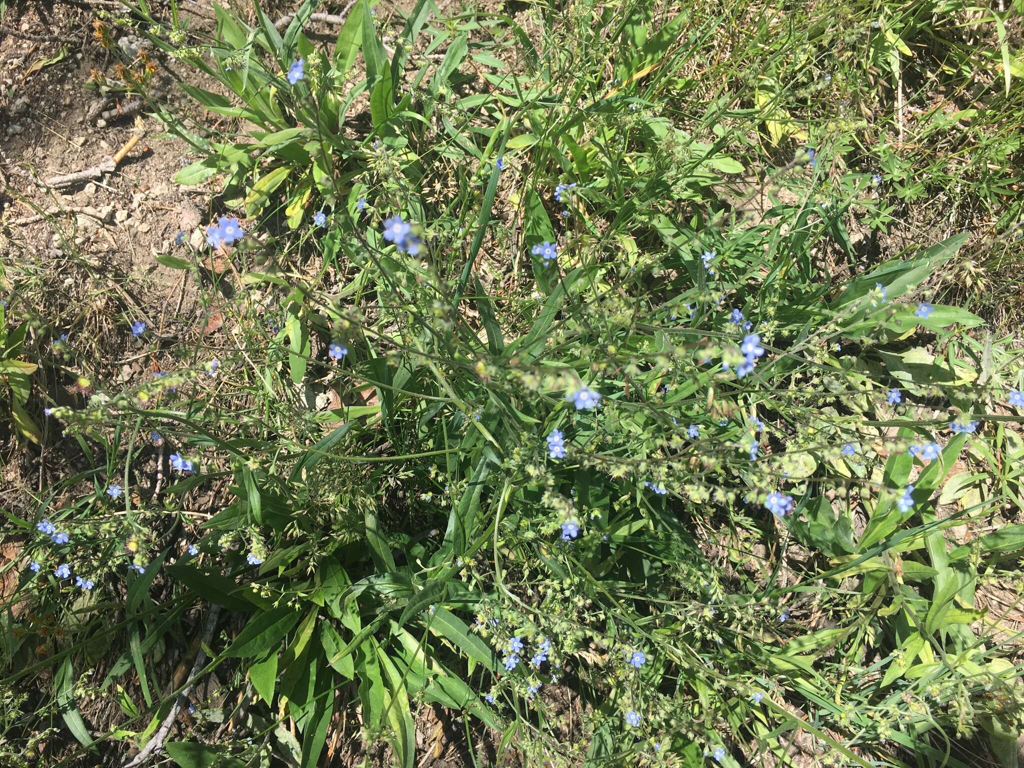 Image of manyflower stickseed