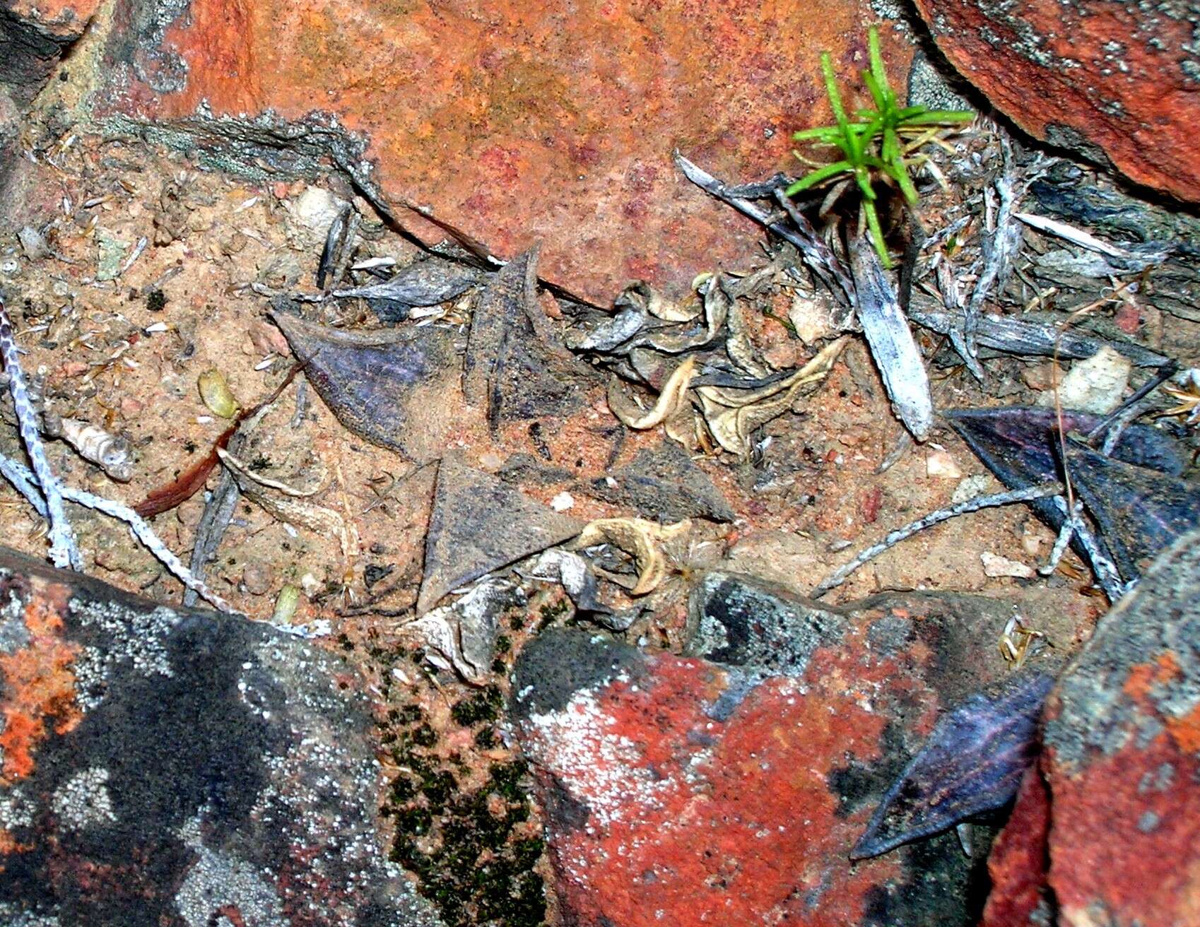 Image de Haworthia emelyae var. emelyae