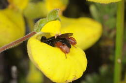 Image de Chalepogenus rufipes Roig-Alsina 1999