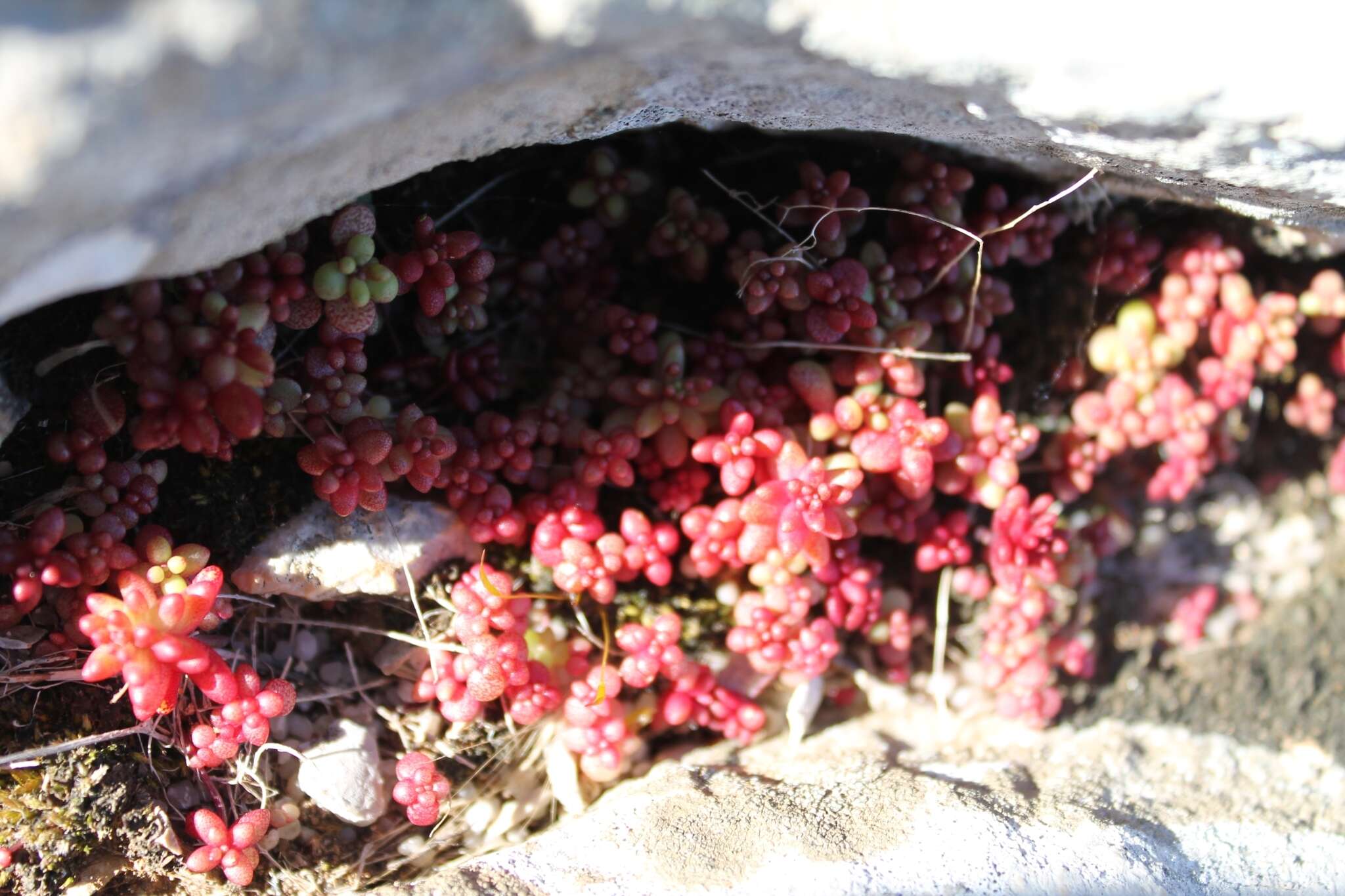 Image of Sedum caeruleum L.