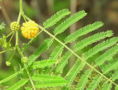 Image of Vachellia macracantha (Humb. & Bonpl. ex Willd.) Seigler & Ebinger