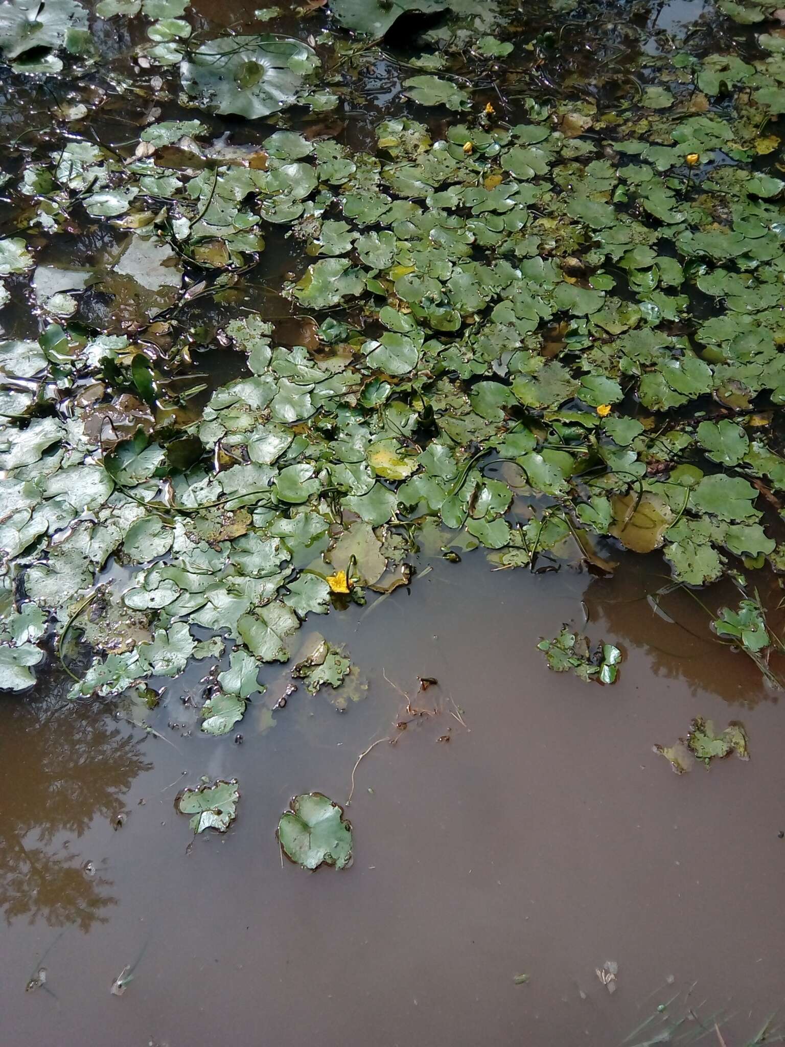 Image of yellow floatingheart