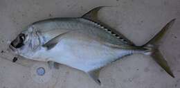 Image of Shadow trevally