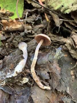 Image of Cortinarius flexipes (Pers.) Fr. 1838