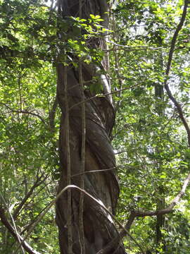 Ficus cotinifolia Kunth的圖片