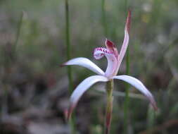 Image of Sugar candy orchid