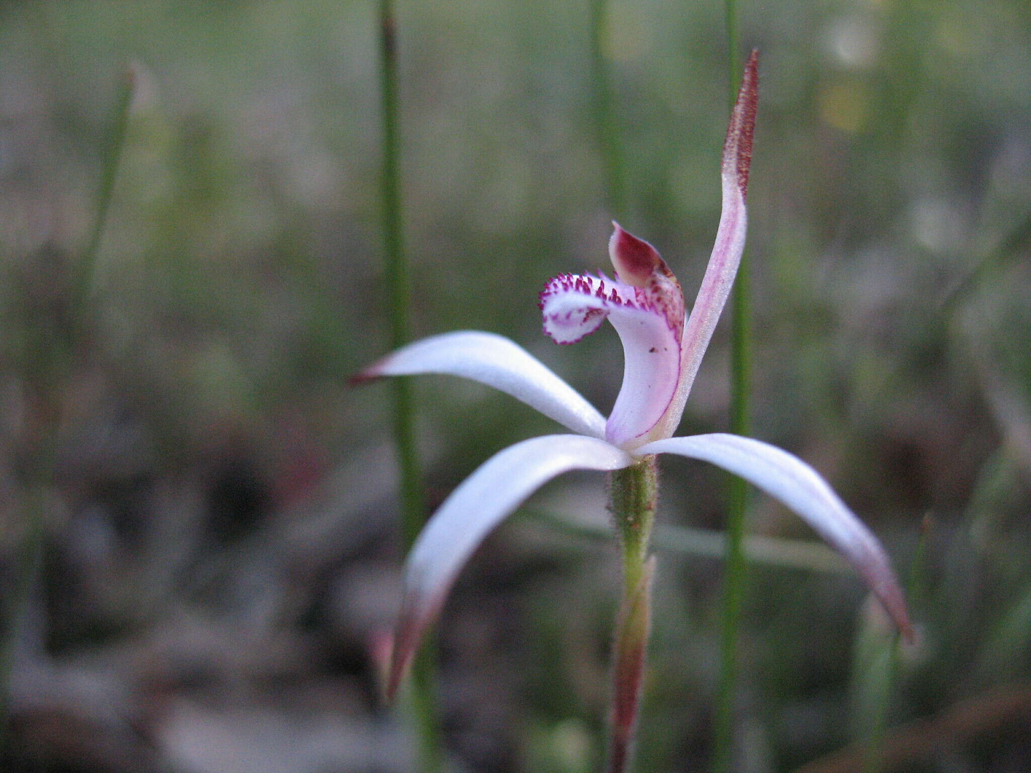 Image of Sugar candy orchid