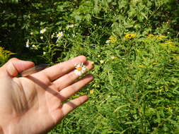 Image of Symphyotrichum lanceolatum var. hirsuticaule (Semple & Chmiel.) G. L. Nesom