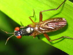 Image of Marsh fly