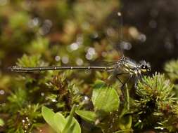 Image of Griseargiolestes eboracus (Tillyard 1913)