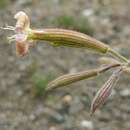 Silene paradoxa L. resmi