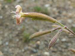 Image of Silene paradoxa L.