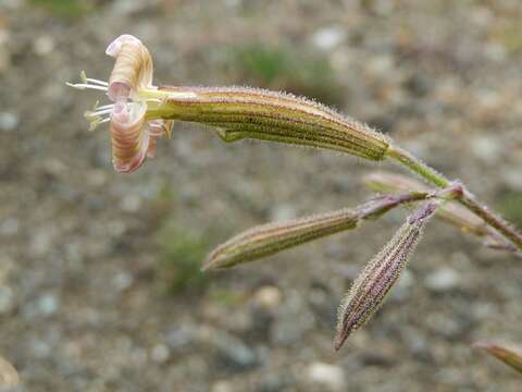 Silene paradoxa L. resmi